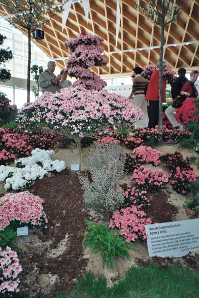 igahro84.jpg - 76496 Bytes